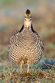 BRD 19 DA0005 01
Greater Prairie Chicken Male Standing On Grass In Prairie Ridge State National Area, Illinois