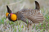 BRD 19 DA0006 01
Greater Prairie Chicken Male Displaying In Prairie Ridge Natural Area, Illinois
