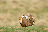 BRD 19 RF0001 01
Male Sage Grouse Standing In Field Doing Courting Display Puffing Up Chest