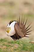 BRD 19 RF0002 01
Male Sage Grouse Standing In Field Doing Courting Display Puffing Up Chest