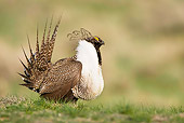 BRD 19 RF0003 01
Male Sage Grouse Standing In Field Doing Courting Display