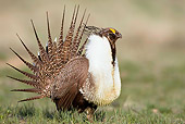 BRD 19 RF0004 01
Male Sage Grouse Standing In Field Doing Courting Display