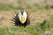 BRD 19 RF0005 01
Male Sage Grouse Standing In Field Doing Courting Display
