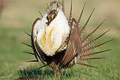 BRD 19 RF0006 01
Male Sage Grouse Standing In Field Doing Courting Display