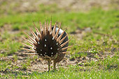 BRD 19 RF0007 01
Male Sage Grouse Standing In Field Doing Courting Display
