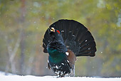 BRD 19 WF0001 01
Male Capercaillie Displaying Tail Feathers On Snow
