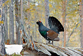BRD 19 WF0002 01
Male Capercaillie Standing On Log Displaying Tail Feathers
