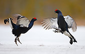 BRD 19 WF0003 01
Two Black Grouse Males Fighting On Snow