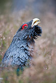BRD 19 WF0004 01
Head Shot Of Western Capercaillie Male In Pine Forest