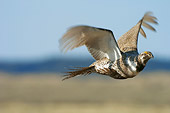 BRD 19 NE0001 01
Greater Sage Grouse Flying