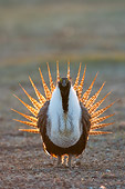 BRD 19 NE0002 01
Male Greater Sage Grouse Standing In Field Doing Courting Display