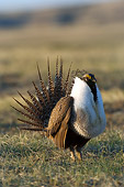 BRD 19 NE0003 01
Male Greater Sage Grouse Standing In Field Doing Courting Display