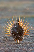 BRD 19 NE0004 01
Male Greater Sage Grouse Standing In Field Doing Courting Display Rear