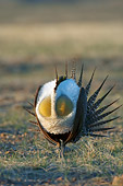 BRD 19 NE0005 01
Male Greater Sage Grouse Standing In Field Doing Courting Display Puffing Up Chest
