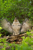 BRD 19 NE0006 01
Ruffed Grouse Standing On Log Flapping Wings