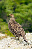 BRD 19 SK0001 01
Female Grouse Standing On Rock