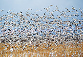 BRD 20 BA0001 01
Flock Of Snow Geese Flying