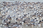 BRD 20 DA0001 01
Flock Of Canada Geese On Frozen Lake At Sunrise, Illinois