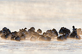 BRD 20 DA0002 01
Silhouette Of Canada Geese On Frozen Lake At Sunrise, Illinois