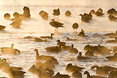 BRD 20 DA0003 01
Silhouette Of Canada Geese On Frozen Lake At Sunrise, Illinois