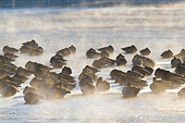 BRD 20 DA0004 01
Silhouette Of Canada Geese On Frozen Lake At Sunrise, Illinois