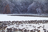BRD 20 DA0005 01
Flock Of Canada Geese On Frozen Lake, Illinois