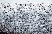 BRD 20 DA0006 01
Flock Of Snow Geese In Flight, Illinois
