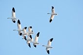 BRD 20 DA0007 01
Flock Of Snow Geese In Flight, Illinois