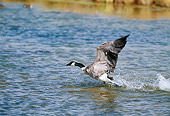 BRD 20 GL0001 01
Canadian Goose Taking Off From Water