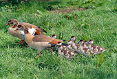 BRD 20 GL0002 01
Egyptian Geese And Chicks Walking Through Grass