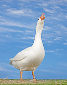 BRD 20 JE0001 01
Normandy Goose Trumpeting On Grass Against Blue Sky