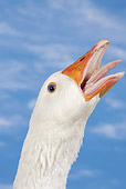 BRD 20 JE0002 01
Head Shot Of Normandy Goose Trumpeting Against Blue Sky