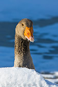 BRD 20 KH0001 01
Head Shot Of Greylag Goose In Snow