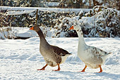 BRD 20 KH0002 01
Greylag Geese Walking Through Snow