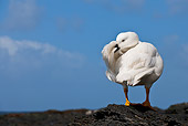 BRD 20 KH0003 01
Kelp Goose Male Preening Feathers On Driftwood Against Blue Sky Falklands