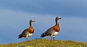 BRD 20 KH0004 01
Two Grey-Headed Geese Standing On Hill Tierra Del Fuego National Park, Argentina