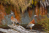 BRD 20 KH0005 01
Two Grey-Headed Geese Standing On Log Near River Tierra Del Fuego National Park, Argentina