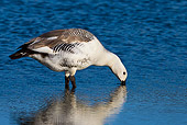 BRD 20 KH0006 01
Upland Goose Male Drinking From Pond Falklands