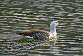 BRD 20 KH0007 01
Upland Goose Male Swimming In Lake Tierra Del Fuego National Park, Argentina