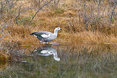 BRD 20 KH0008 01
Upland Goose Male Entering Pond Tierra Del Fuego National Park, Argentina