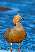 BRD 20 KH0009 01
Ruddy-Headed Goose Standing In Shallow Water Falklands