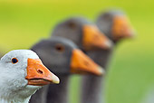 BRD 20 KH0010 01
Close-Up Of Domestic Snow Geese And Gray Geese France