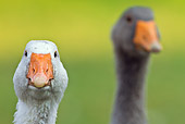 BRD 20 KH0011 01
Close-Up Of Domestic Snow Goose And Gray Goose France