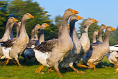 BRD 20 KH0012 01
Group Of Domestic Grey Geese Walking In Meadow France