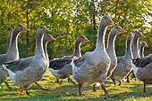 BRD 20 KH0013 01
Group Of Domestic Grey Geese Walking In Meadow France