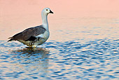 BRD 20 KH0014 01
Magellan Goose Wading In Coastal Lagoon At Sunrise, Falkland Islands
