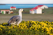 BRD 20 KH0015 01
Upland Goose Male Standing In Gorse Near Farm Falkland Islands