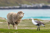 BRD 20 KH0016 01
Sheep And Upland Goose Standing Face To Face On Farm Falkland Islands