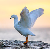BRD 20 KH0017 01
Kelp Goose Male Stretching On Rock At Sunrise In Falkland Islands
