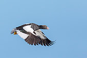 BRD 20 KH0019 01
Kelp Goose Female In Flight In Falkland Islands